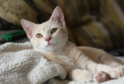 ​猫咪在身上踩奶是什么意思？为什么要这么做呢？