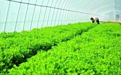 ​真相：“合伙种菜”新骗局！到底是怎么坑人的？涨知识了