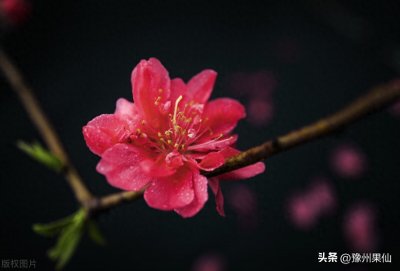 ​关于桃你不知道的小知识—桃花