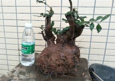 ​金弹子在山上怎么辨别？不知道的赶紧来看看