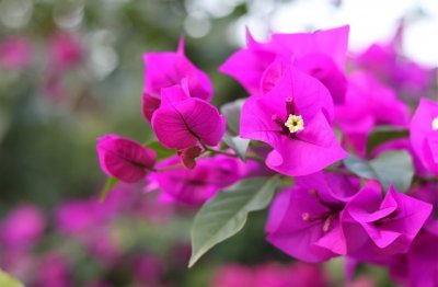 ​最流行的甜美女生网名(优选352个)