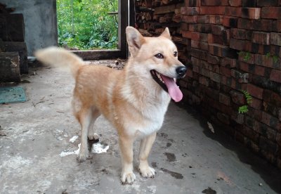 ​狗真的会哭吗？