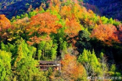 ​美霸浙南边陲！这条小众又野的红枫古道终于上线，已经帮你探好路了