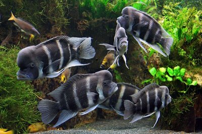 ​布隆迪六间从幼鱼到繁殖，饲养过程全面记录