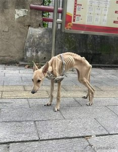 ​不爱请别伤害，这些流浪狗，由于长期找不到食物，被饿的瘦骨嶙峋