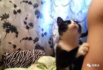 ​公猫和母猫相比，公猫更粘人？铲屎官你发言的时间到了！