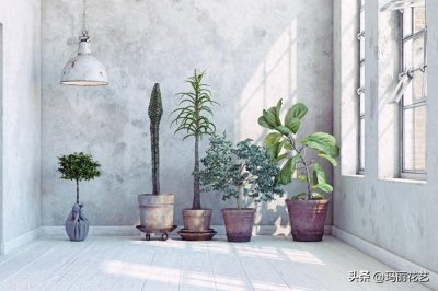 ​吸甲醛的绿植，排名第一，竟然不是绿萝